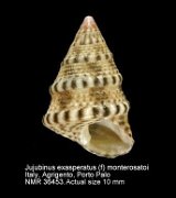 Jujubinus exasperatus (f) monterosatoi